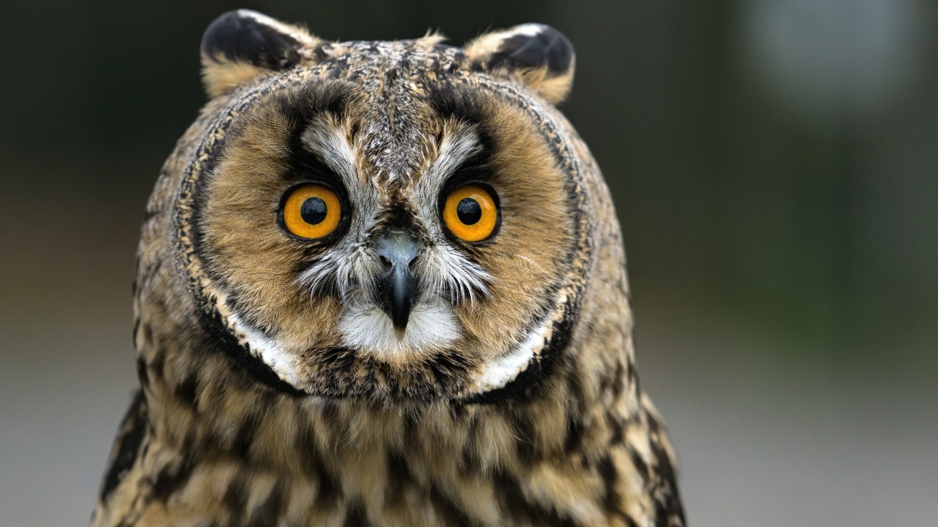 Fondo de pantalla Owl bird predator 1920x1080