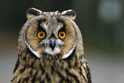 Owl bird predator wallpaper 480x320