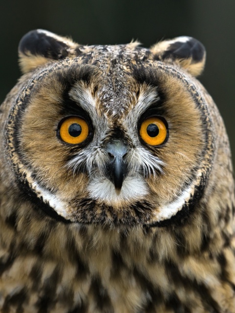 Sfondi Owl bird predator 480x640