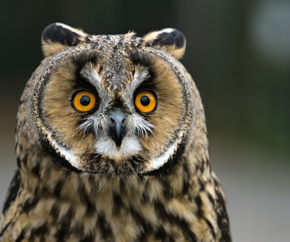 Das Owl bird predator Wallpaper 960x800