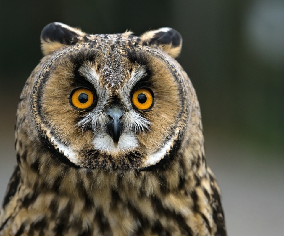 Owl bird predator wallpaper 960x800