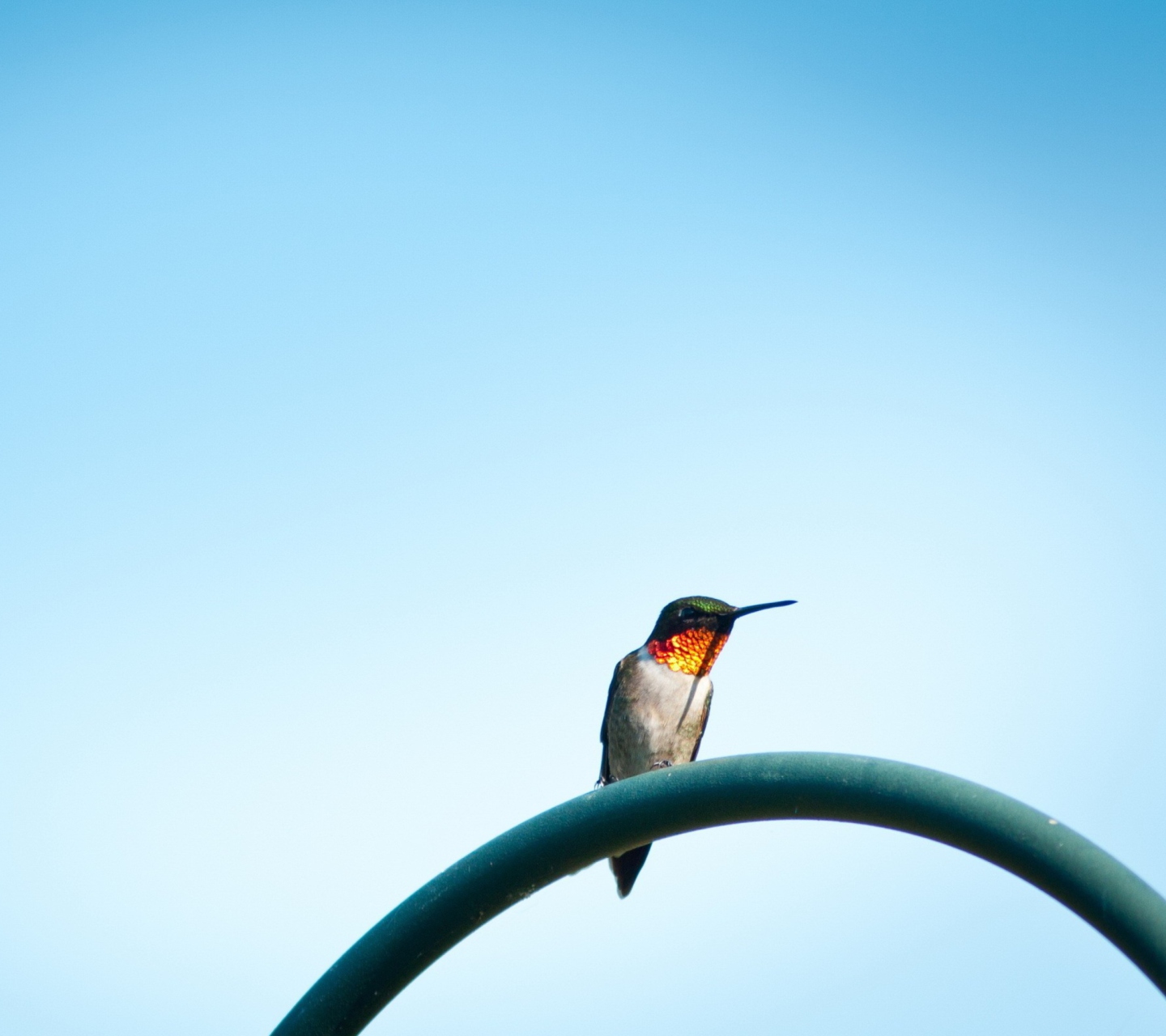 Lonely Hummingbird wallpaper 1440x1280