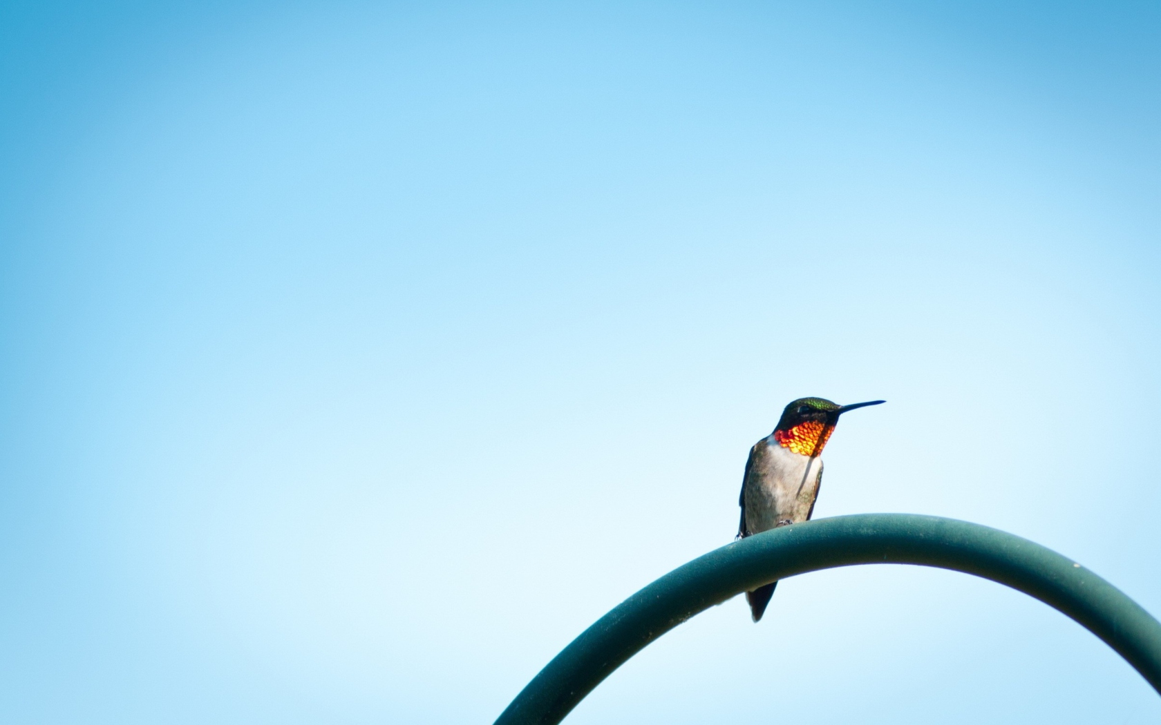Sfondi Lonely Hummingbird 1680x1050