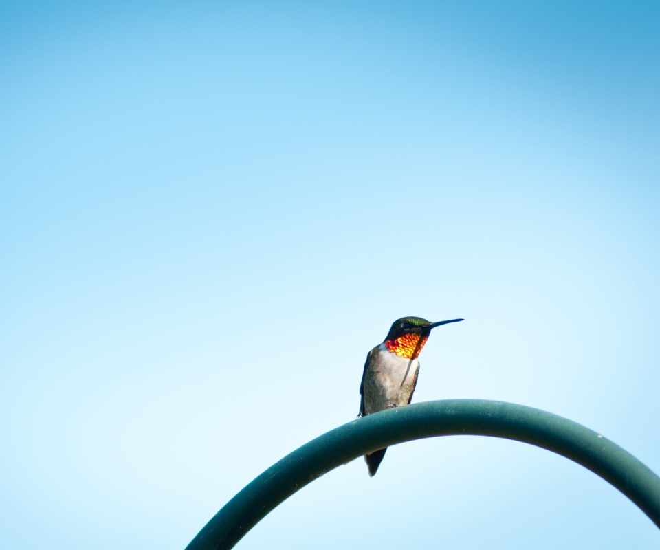 Lonely Hummingbird wallpaper 960x800