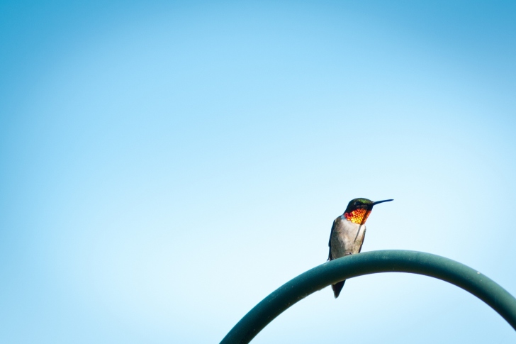 Lonely Hummingbird wallpaper