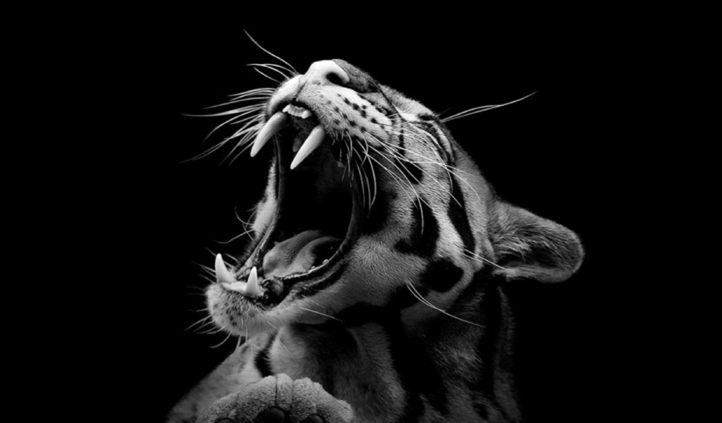 Roaring Cat wallpaper 1024x600