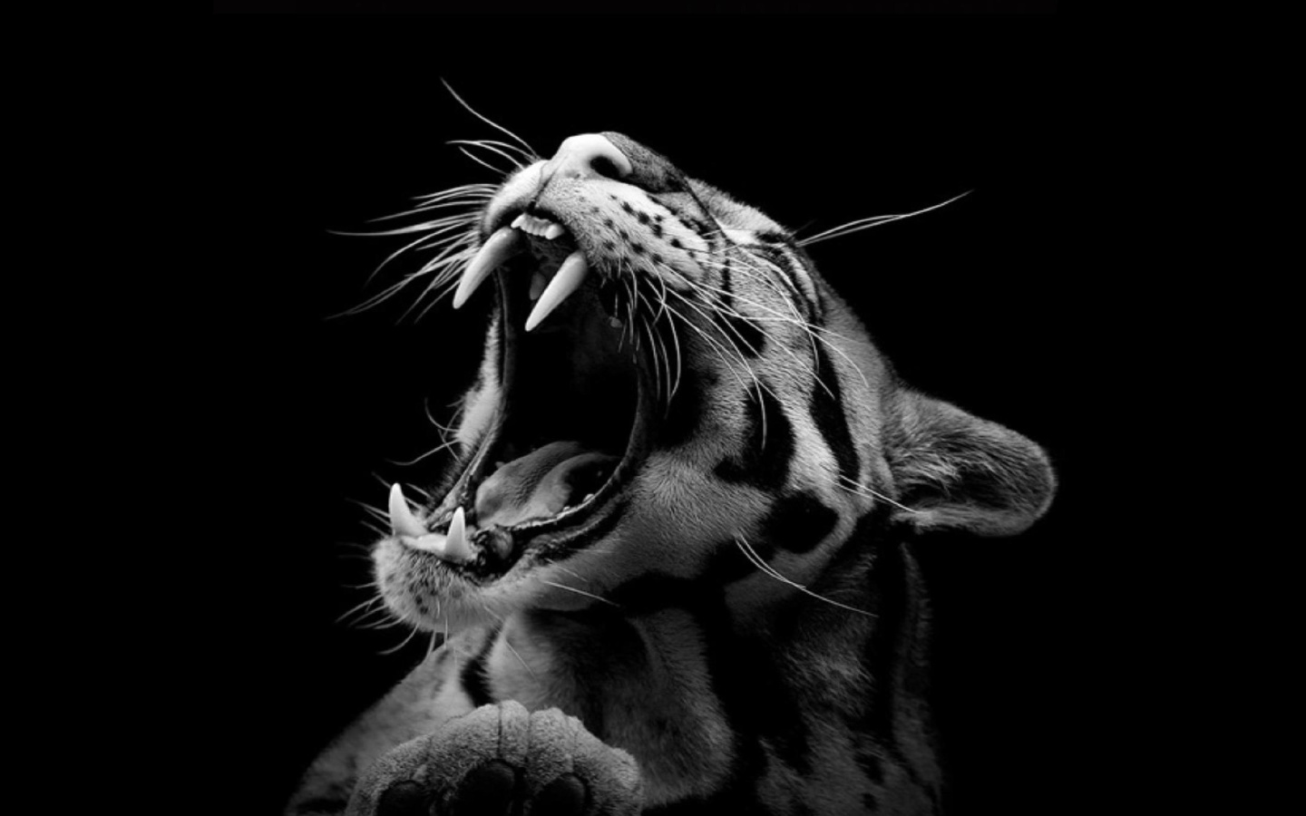Screenshot №1 pro téma Roaring Cat 1440x900