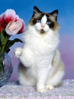 Fondo de pantalla Cute White Cat 240x320