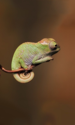 Sfondi Little Chameleon 240x400