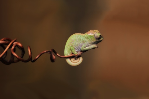 Das Little Chameleon Wallpaper 480x320