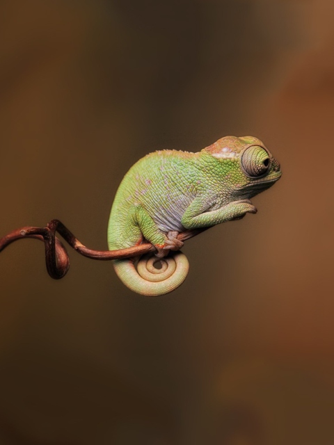 Little Chameleon wallpaper 480x640
