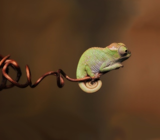 Little Chameleon - Obrázkek zdarma pro iPad mini