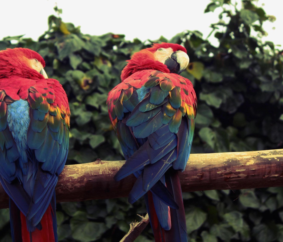 Fondo de pantalla Macaw Parrot 1200x1024