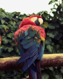 Screenshot №1 pro téma Macaw Parrot 128x160