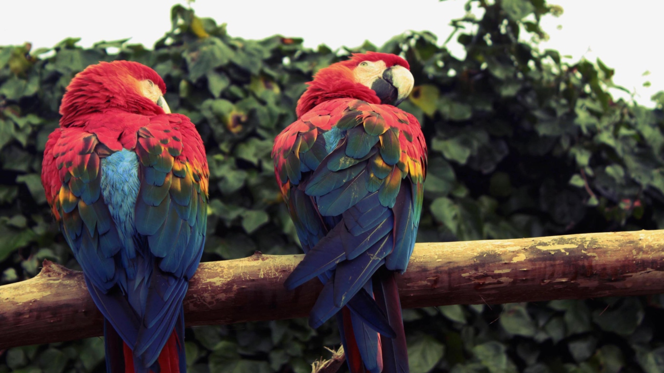 Sfondi Macaw Parrot 1366x768