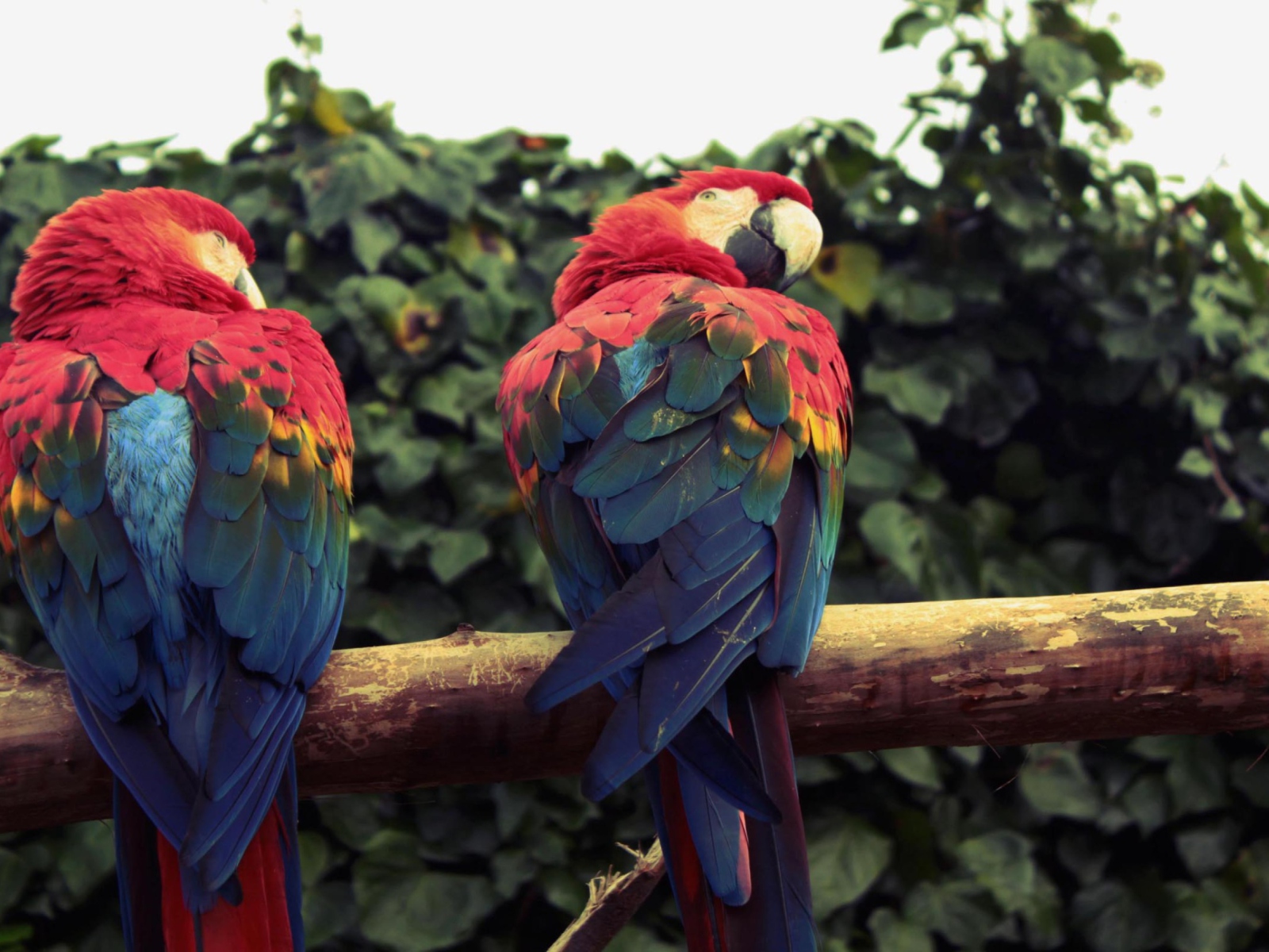 Screenshot №1 pro téma Macaw Parrot 1600x1200