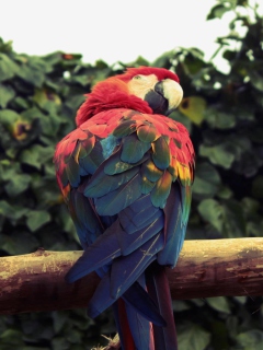 Fondo de pantalla Macaw Parrot 240x320