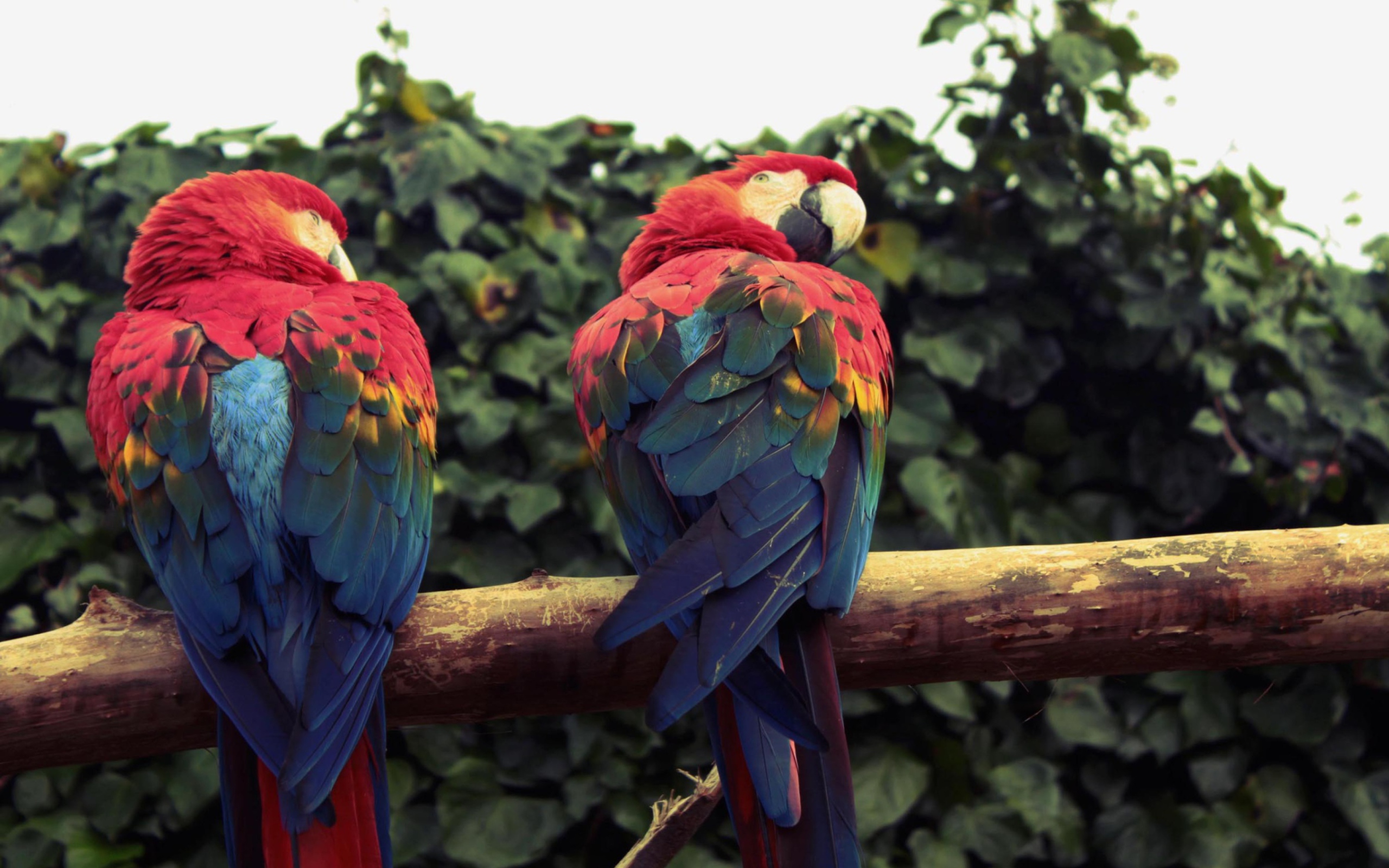 Macaw Parrot wallpaper 2560x1600