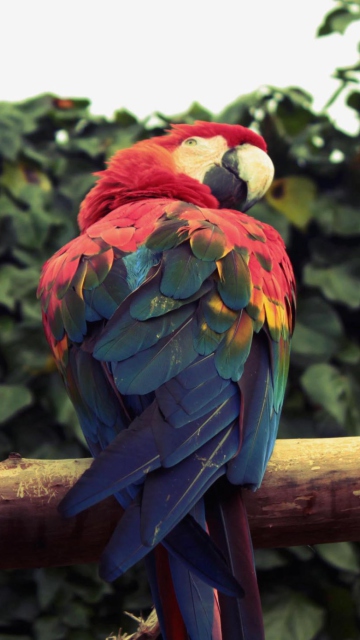 Fondo de pantalla Macaw Parrot 360x640