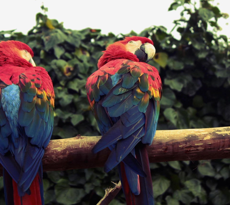 Macaw Parrot wallpaper 960x854