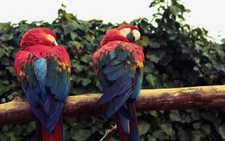 Macaw Parrot - Obrázkek zdarma pro Samsung Galaxy Tab 3 8.0