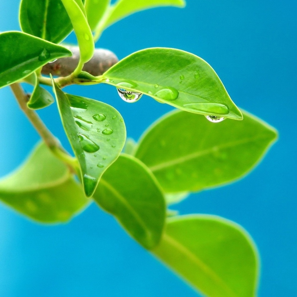 Water drops on leaf screenshot #1 1024x1024