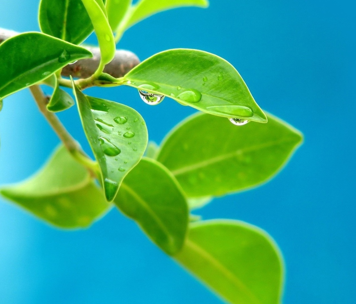 Sfondi Water drops on leaf 1200x1024