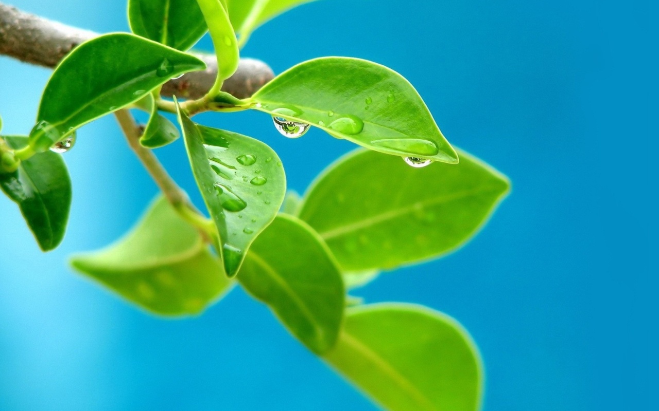 Das Water drops on leaf Wallpaper 1280x800