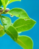 Sfondi Water drops on leaf 128x160