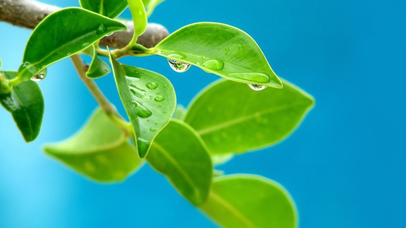 Sfondi Water drops on leaf 1366x768