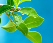 Water drops on leaf wallpaper 176x144