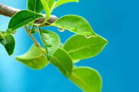 Sfondi Water drops on leaf 480x320