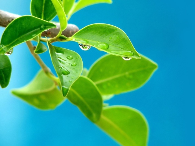 Water drops on leaf wallpaper 640x480