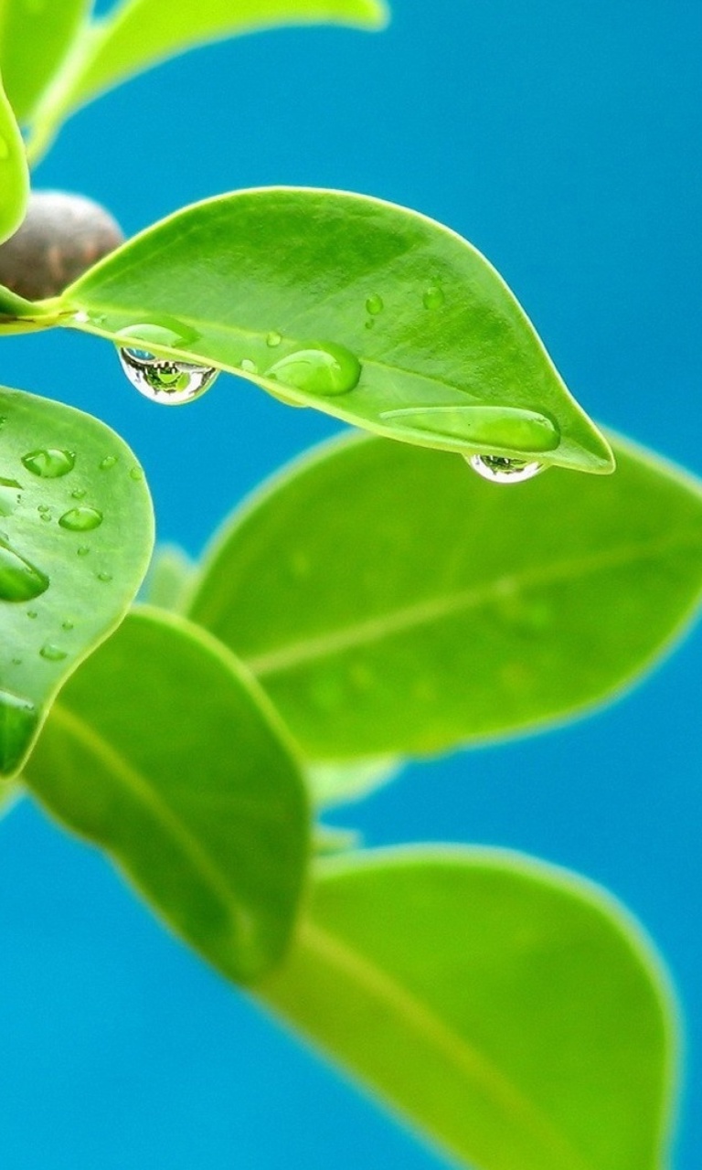 Water drops on leaf wallpaper 768x1280