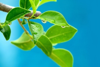 Water drops on leaf Wallpaper for Android, iPhone and iPad