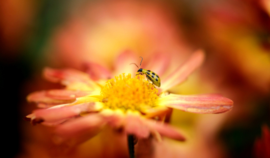 Das Ladybug and flower Wallpaper 1024x600