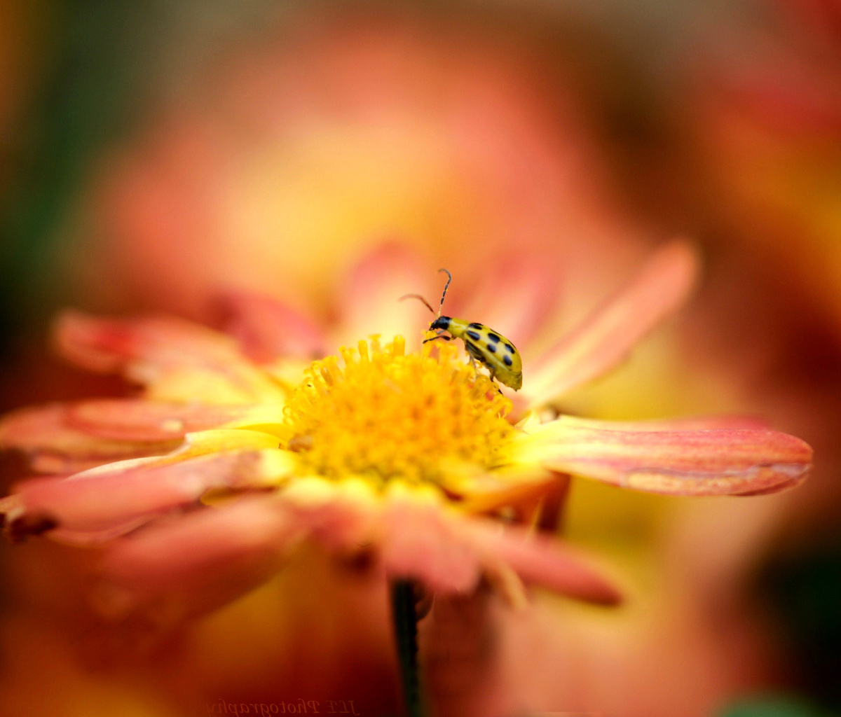 Fondo de pantalla Ladybug and flower 1200x1024