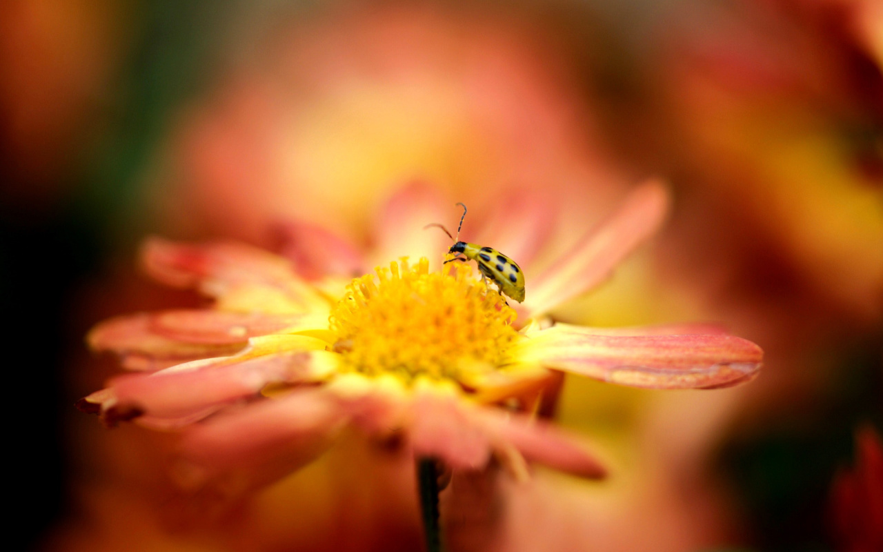 Ladybug and flower wallpaper 1280x800