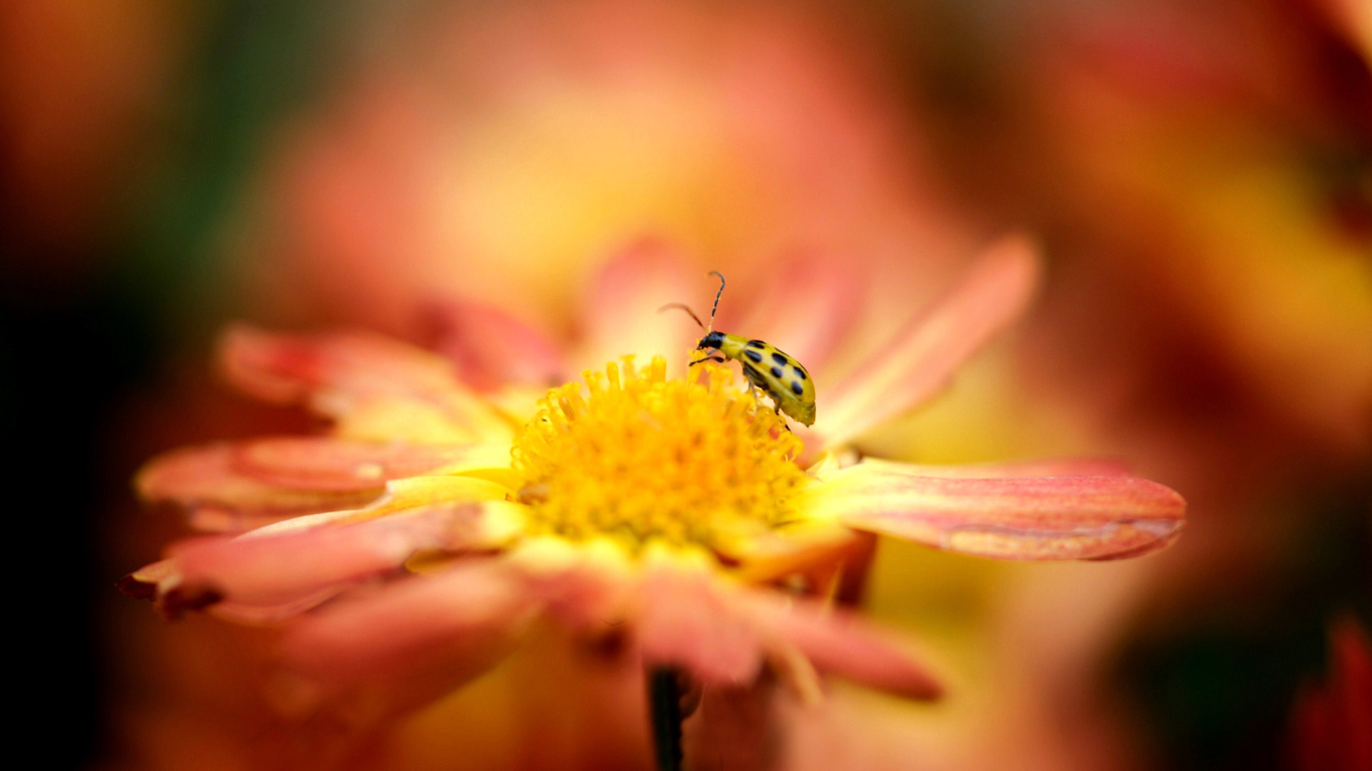 Screenshot №1 pro téma Ladybug and flower 1920x1080