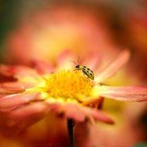 Обои Ladybug and flower 208x208
