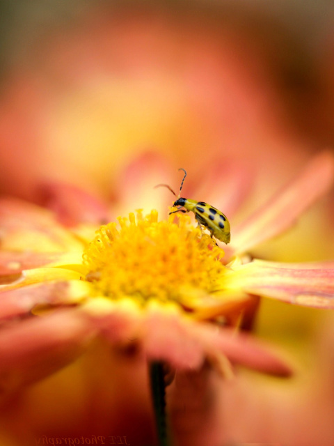 Fondo de pantalla Ladybug and flower 480x640