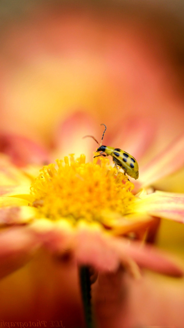 Обои Ladybug and flower 640x1136