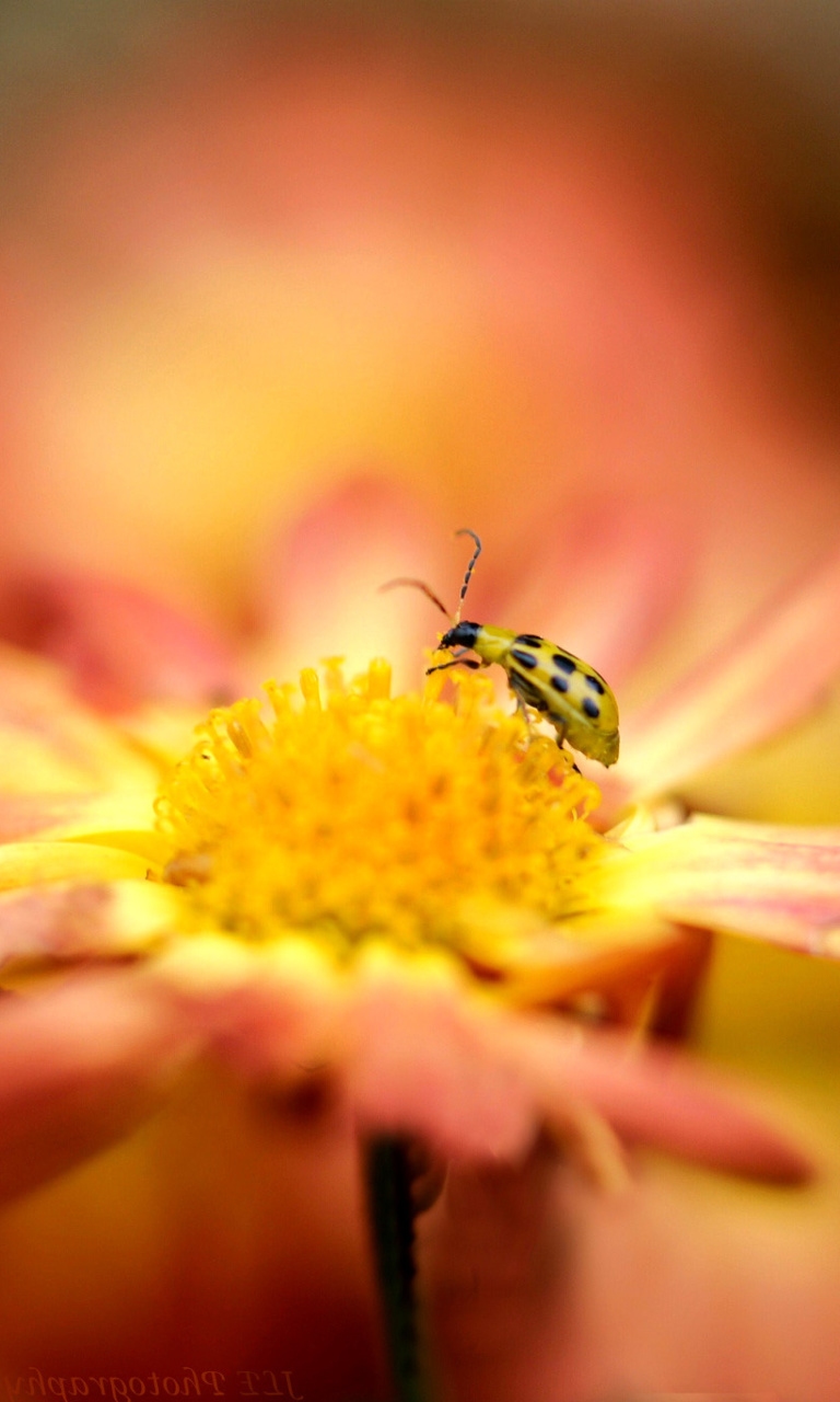 Обои Ladybug and flower 768x1280