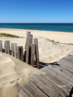 Screenshot №1 pro téma Beach Dunes in Northwest Indiana 240x320