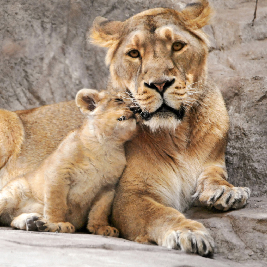 Das Lion Family Wallpaper 1024x1024