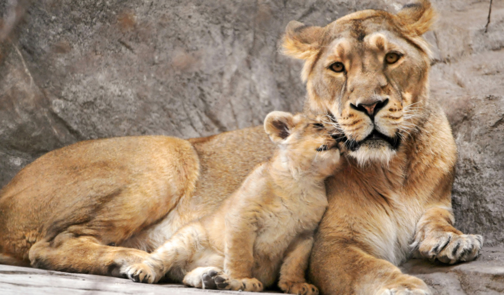 Обои Lion Family 1024x600