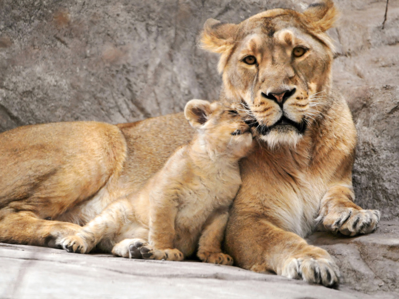 Fondo de pantalla Lion Family 1280x960