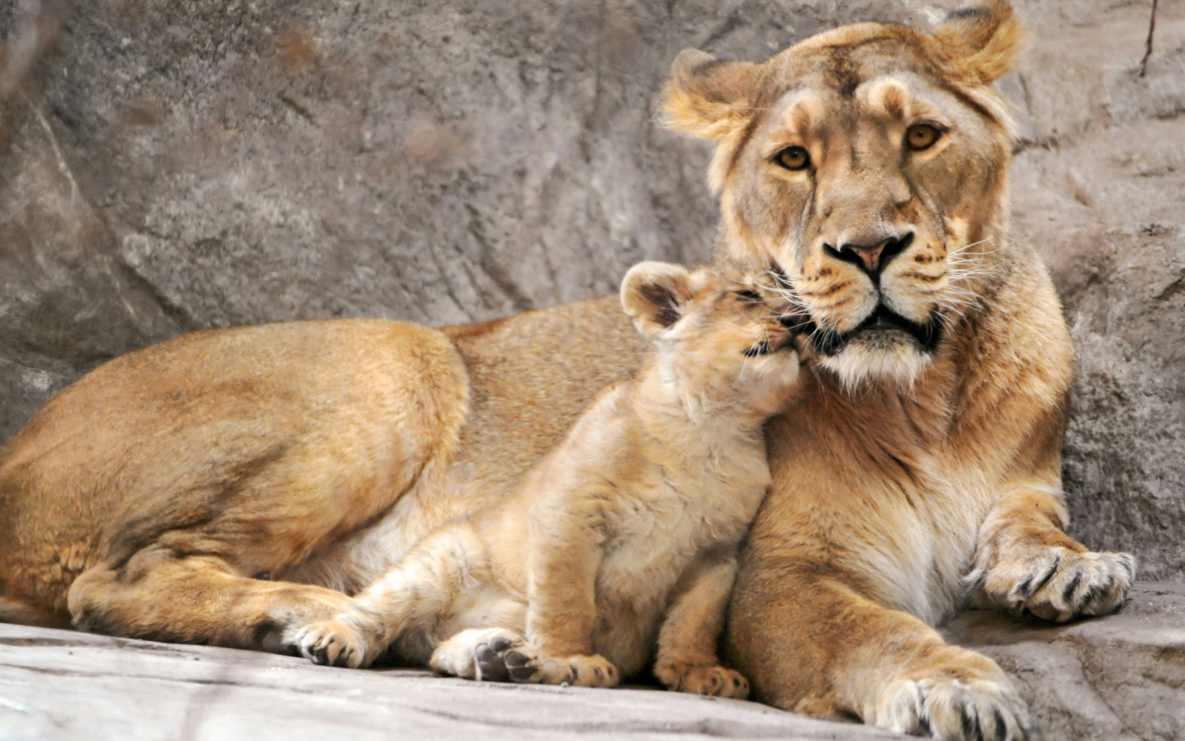 Sfondi Lion Family 1680x1050