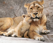 Fondo de pantalla Lion Family 176x144