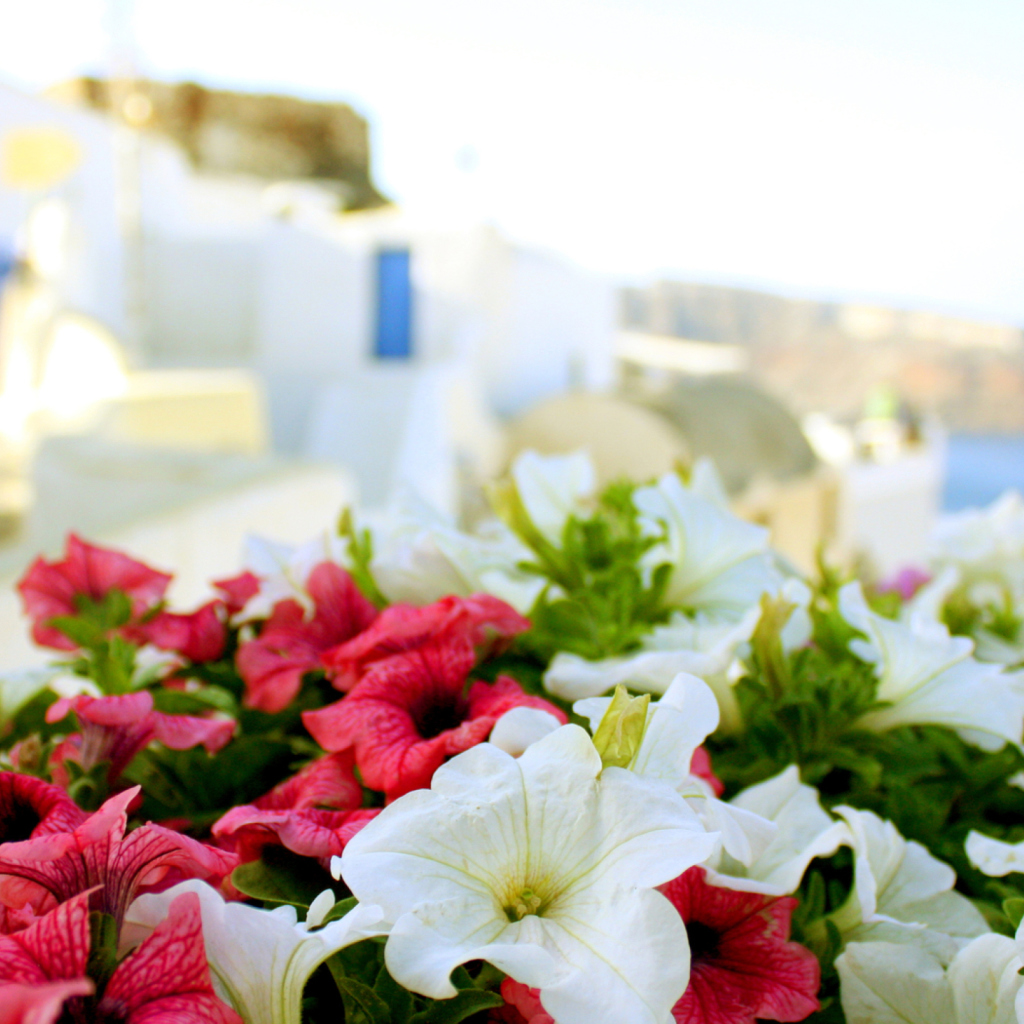 Sfondi Flowers In Greece 1024x1024